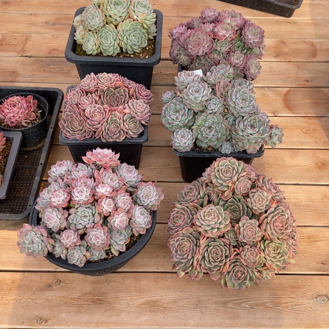 如***令杂交精品多肉8365~6颗~物流