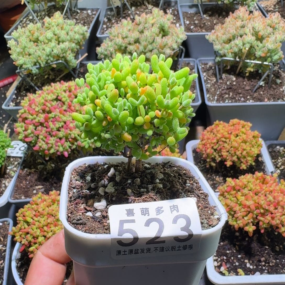 恰***欢枝干番杏金桔糖球523