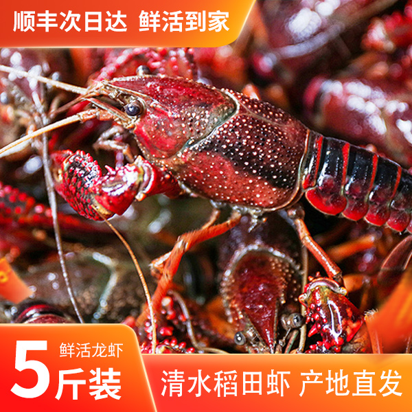 2-4钱鲜活小龙虾5斤装次日达顺丰包邮到家【赣浙鄂湘粤闽皖沪苏豫】