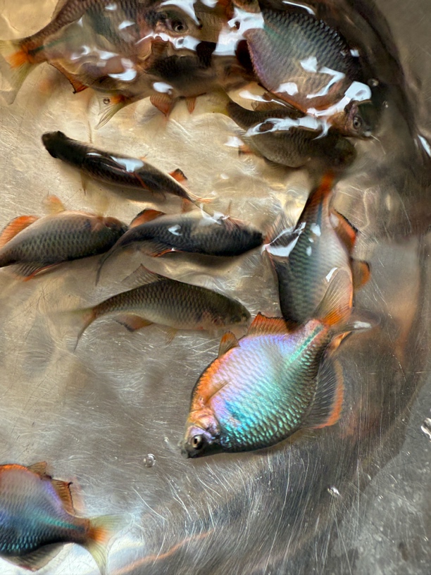 红边鳑皮长鳍宽鳍红神龙一物一拍溪流原生鱼开口饲料