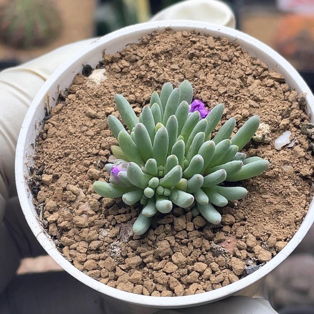 葵珊瑚 带盆土发货致远多肉