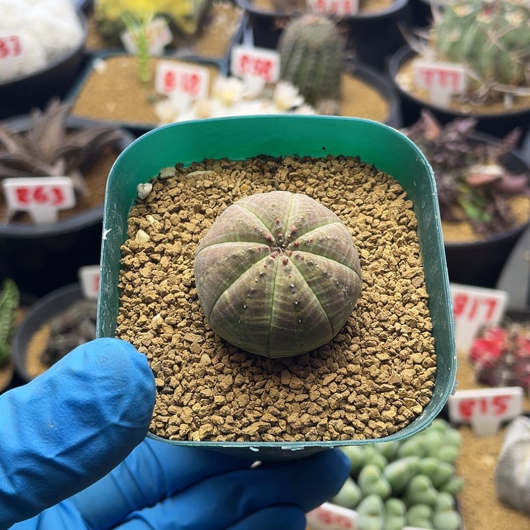 实生布纹球仙人球