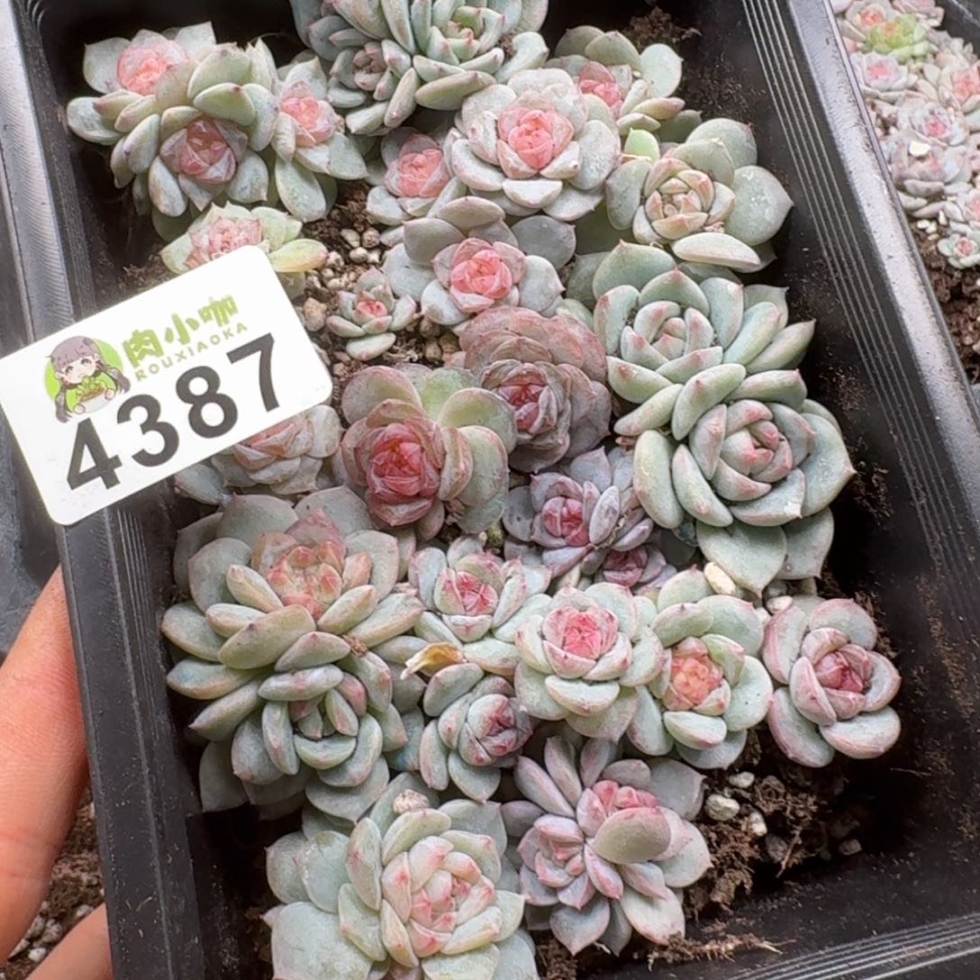 粉***坨多肉植物多肉植物