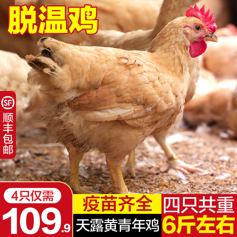 天露黄青年鸡   整鸡现发 4只（4只6斤重左右）zba