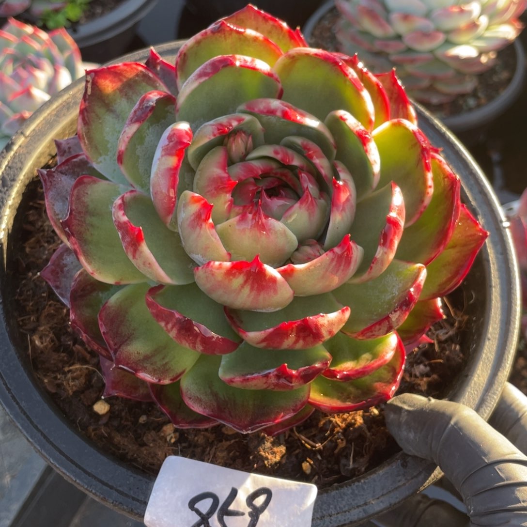 惊鸿仙子冠服15左右