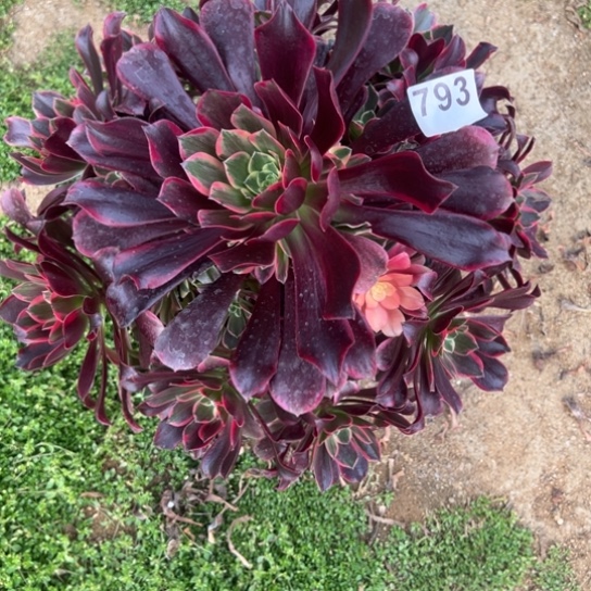 793金丝雀多肉植物花花