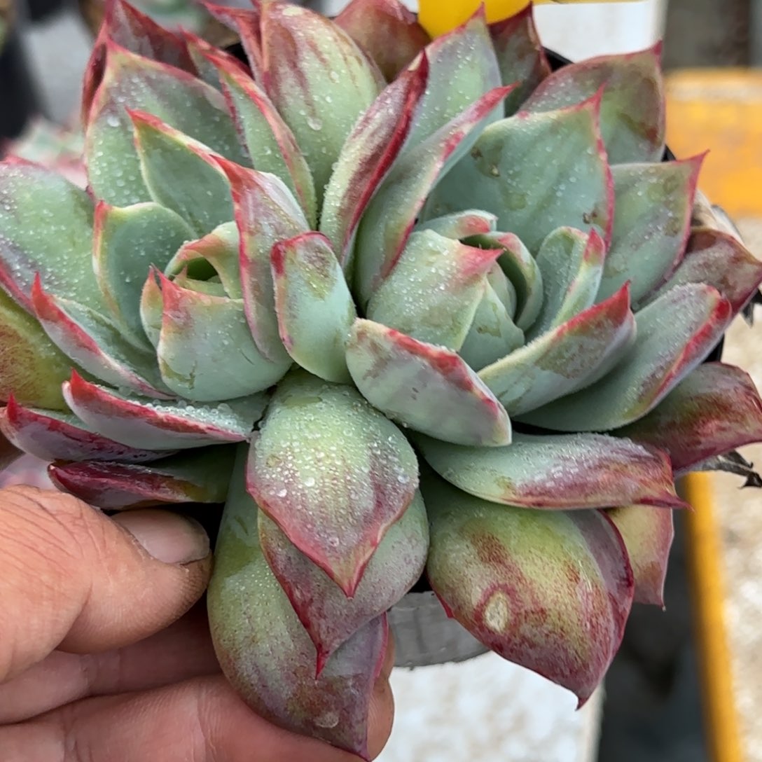 惊鸿一物一拍包装收缩花旱379