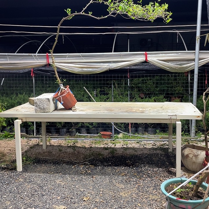 徐***娘无花朵11111111111111