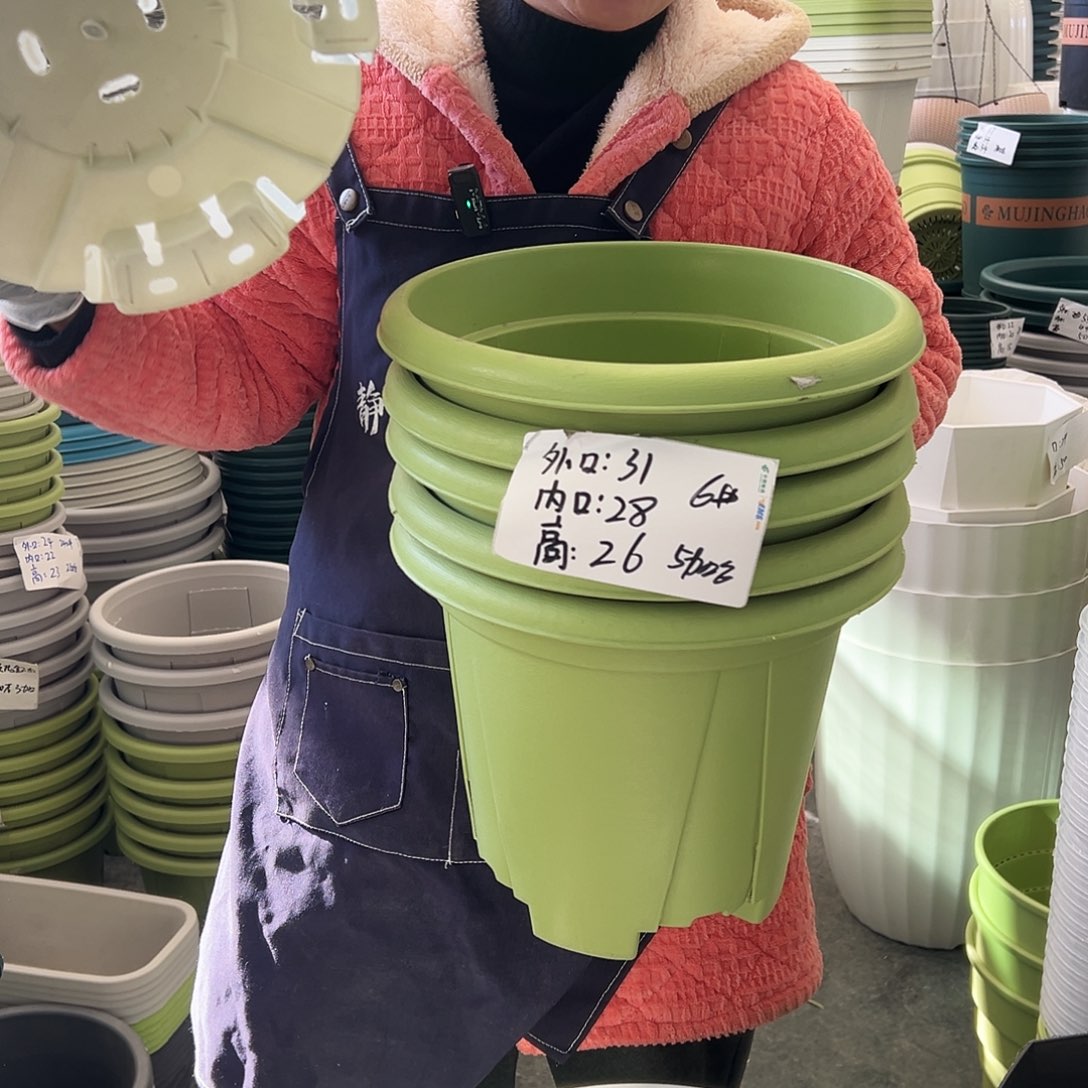 青山盆6#果绿色5个无托