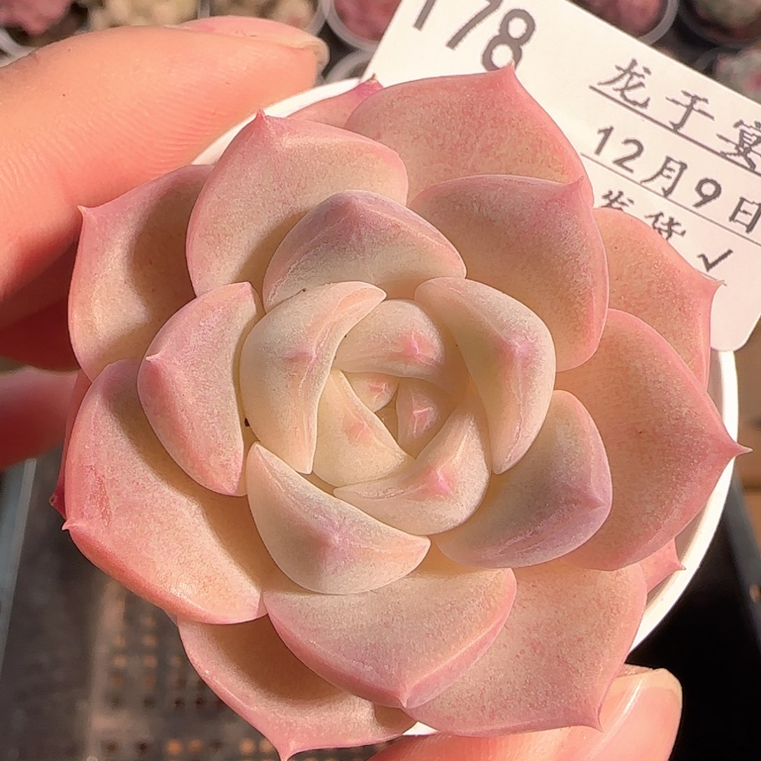 多肉1209-178福利