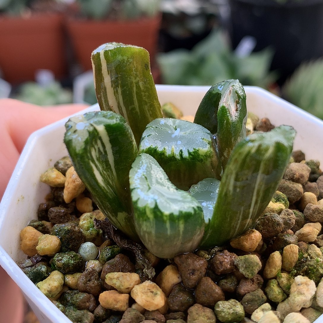 霸王万象锦带盆土发货tlo