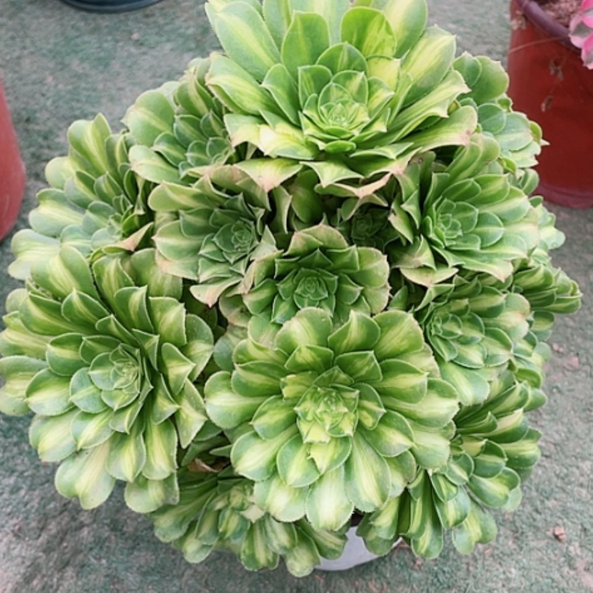 【闪购商品】法师好看也好，养翡翠琉璃