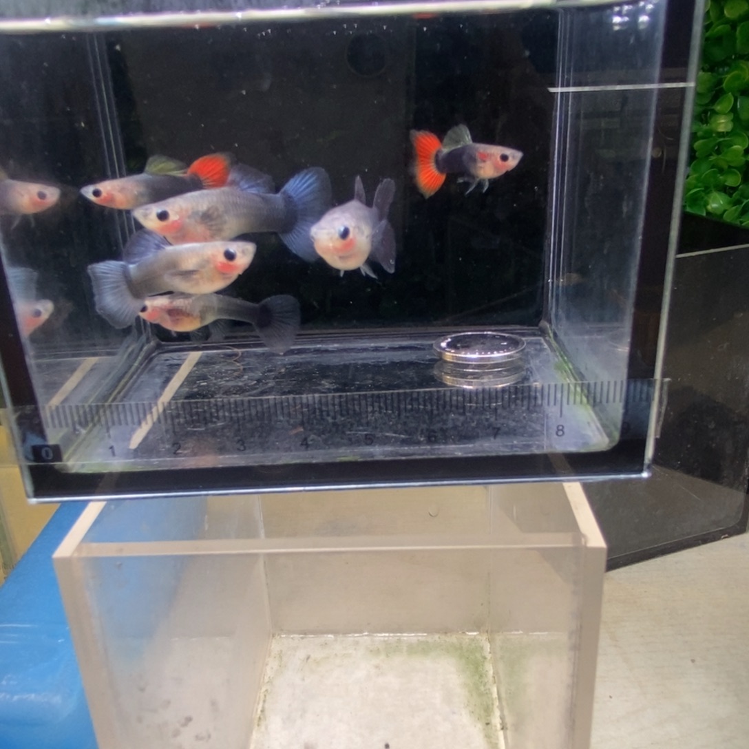 孔雀鱼清缸蓝礼服玻璃猫6条