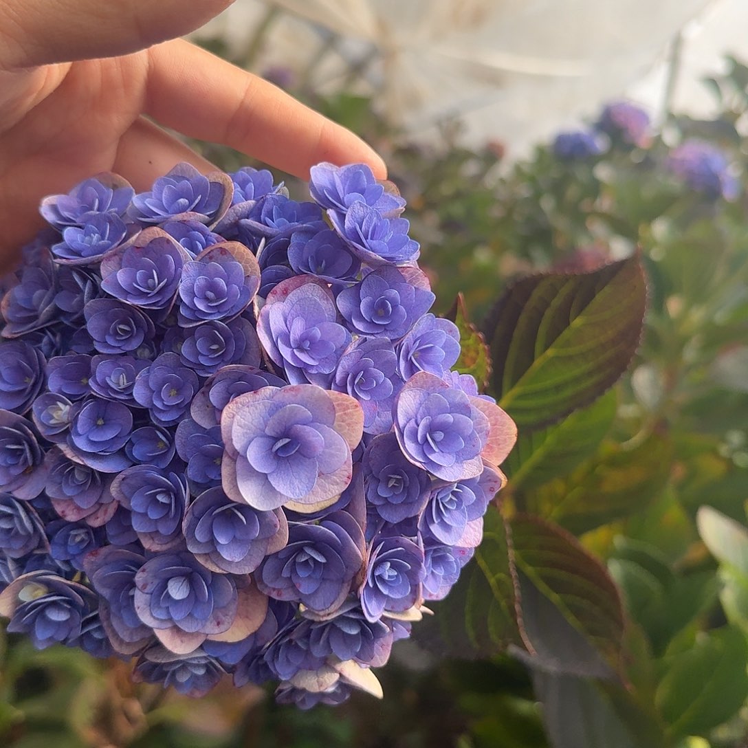 大部分花苞少量开放45