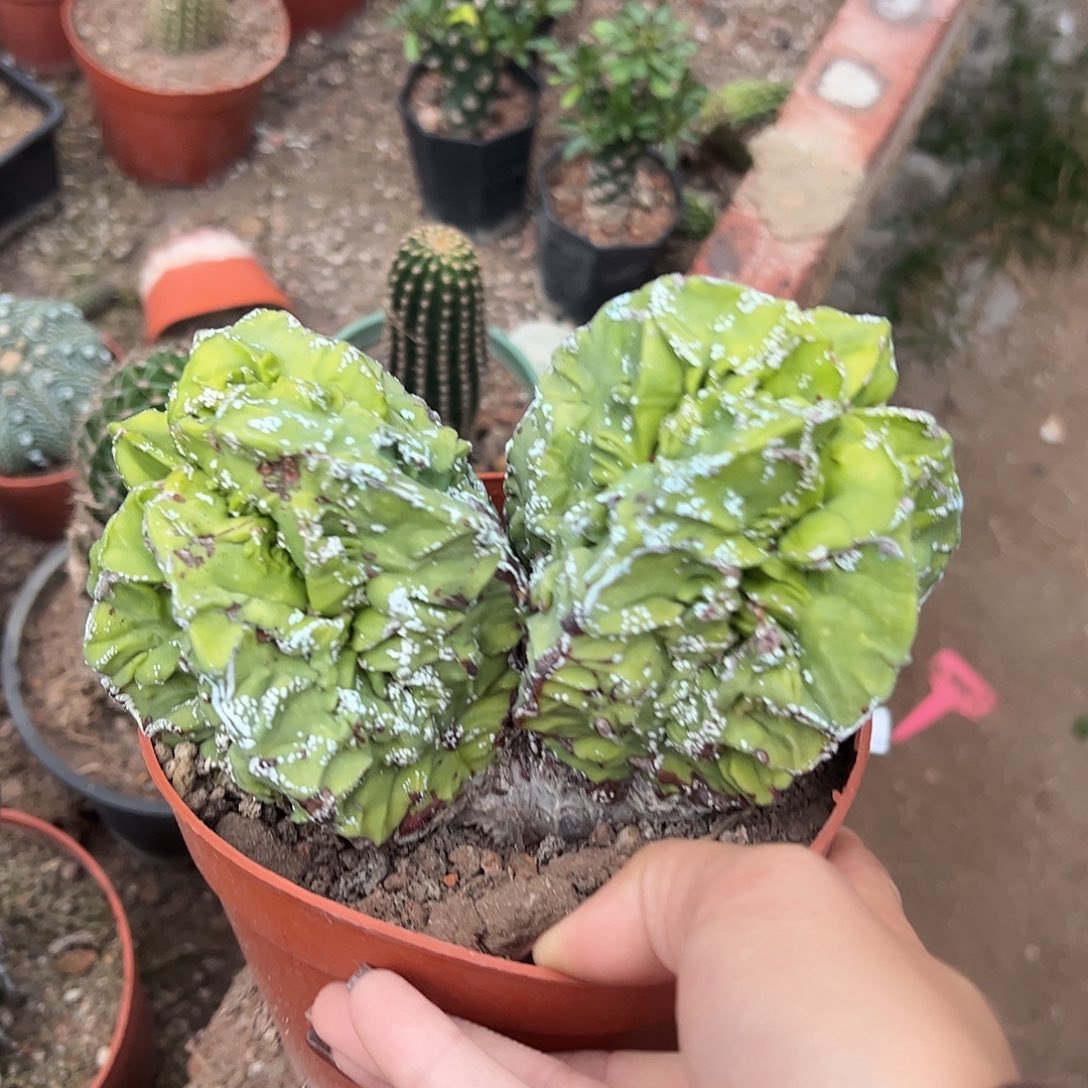 林****自根黄体鸾凤玉一物一拍