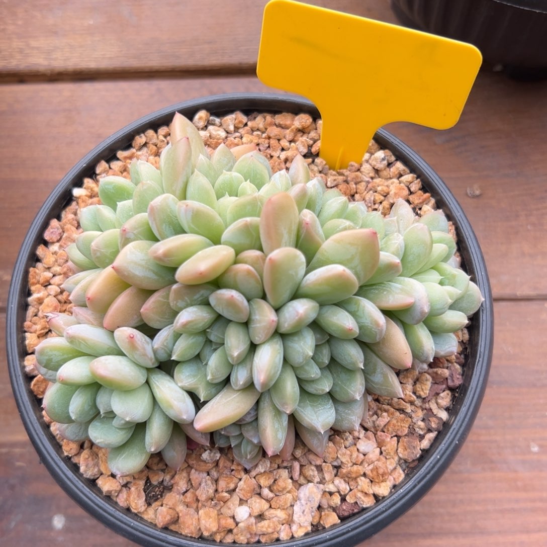 特价百达1111111111111