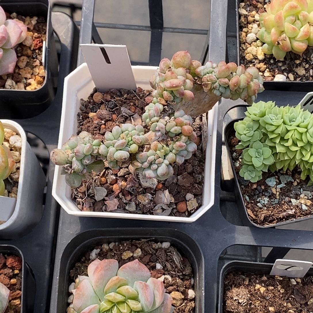 缀化多肉植物1号哈