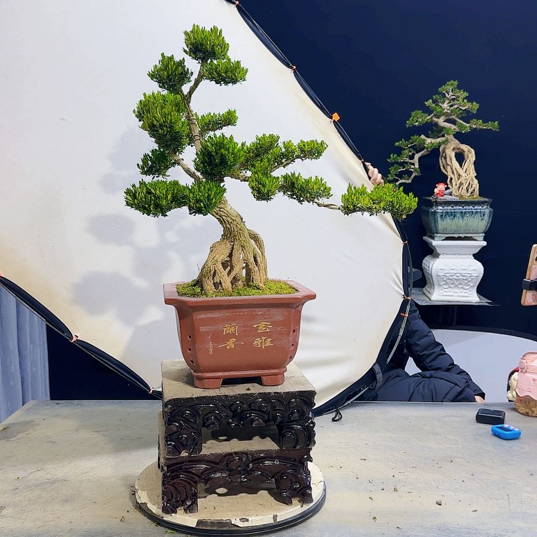 高端盆景艺术作品