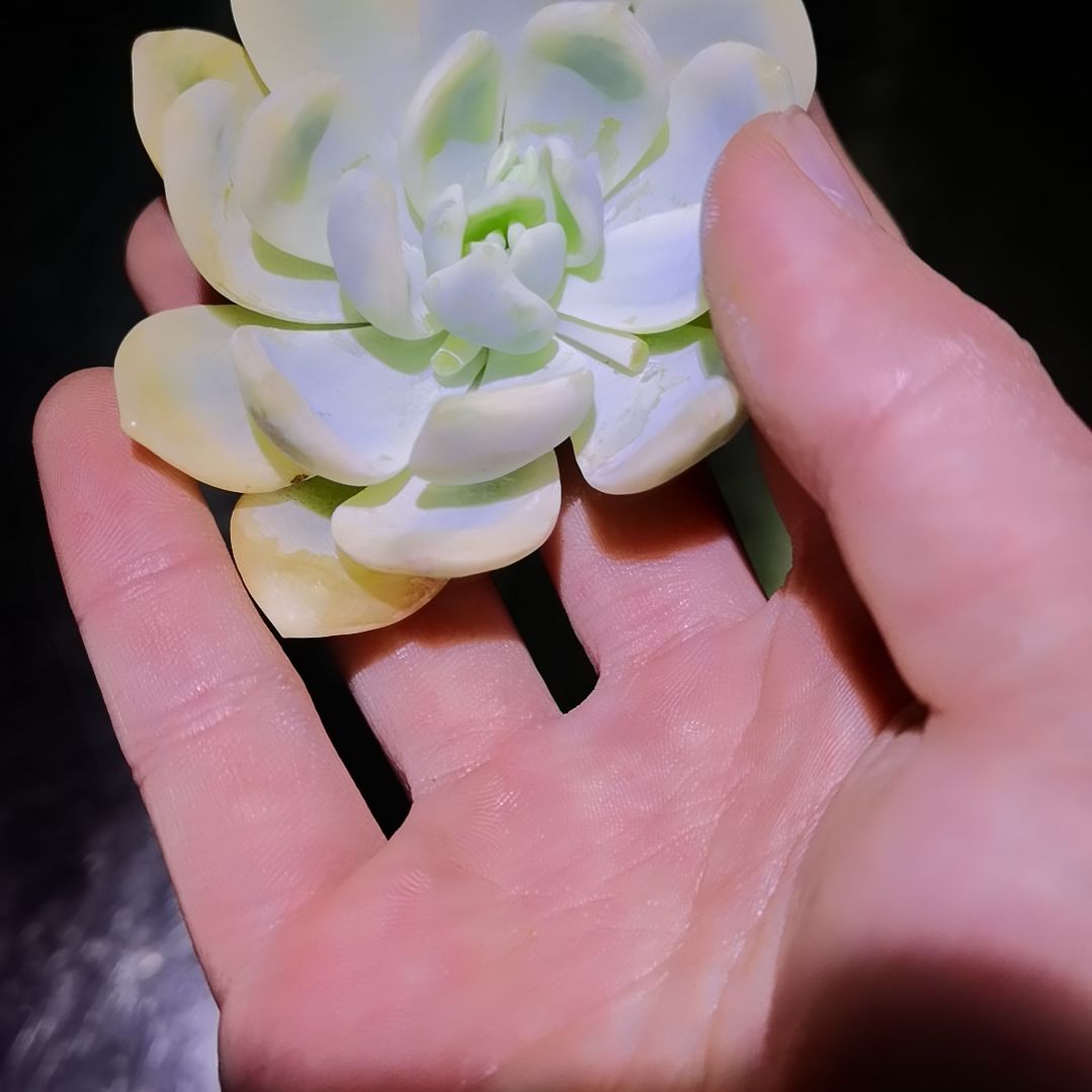 冷香超白主头头盖
