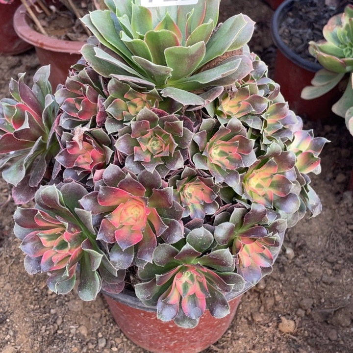 无花朵722香妃对肉