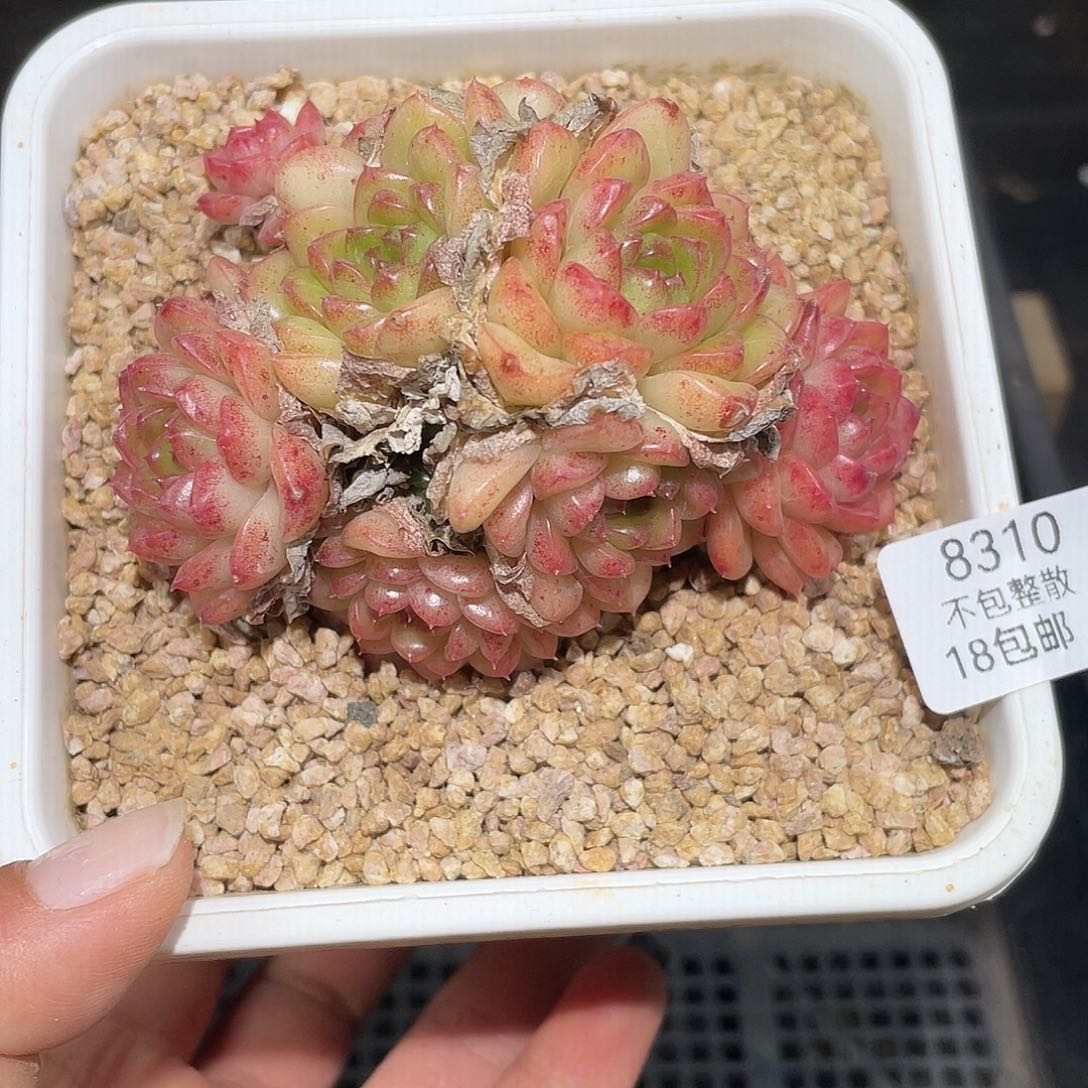 8310。麦秆。   不包整