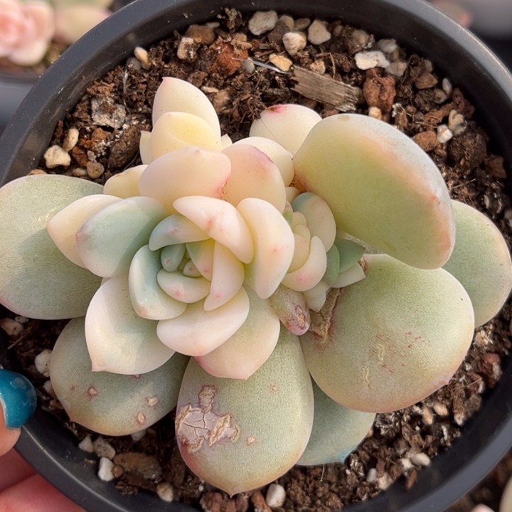 橙梦露锦一颗价格发货