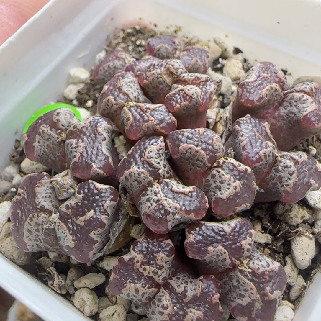 大窗超碟群多肉植物719