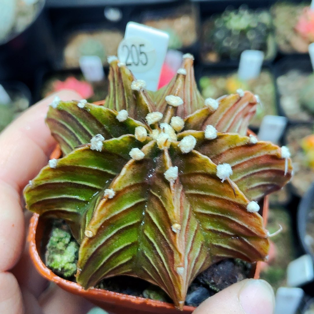 非偏远地区满25包邮仙人球