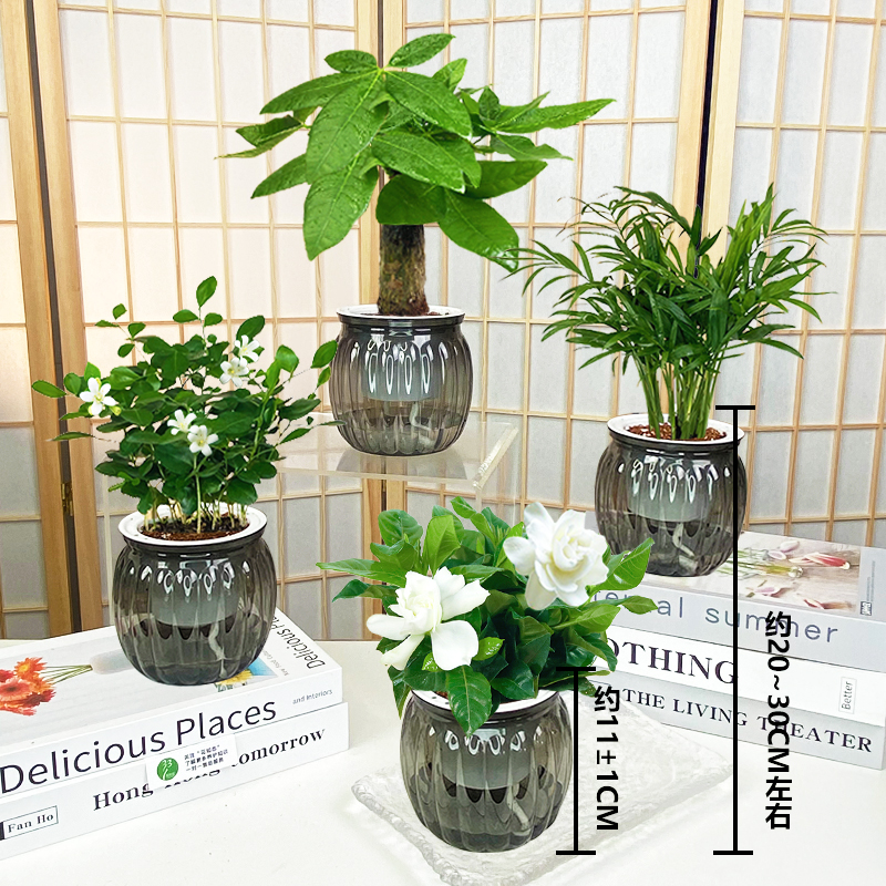 【买三送一】发财树九里香椰子栀子花绿植物室内办公室美观20-30cm