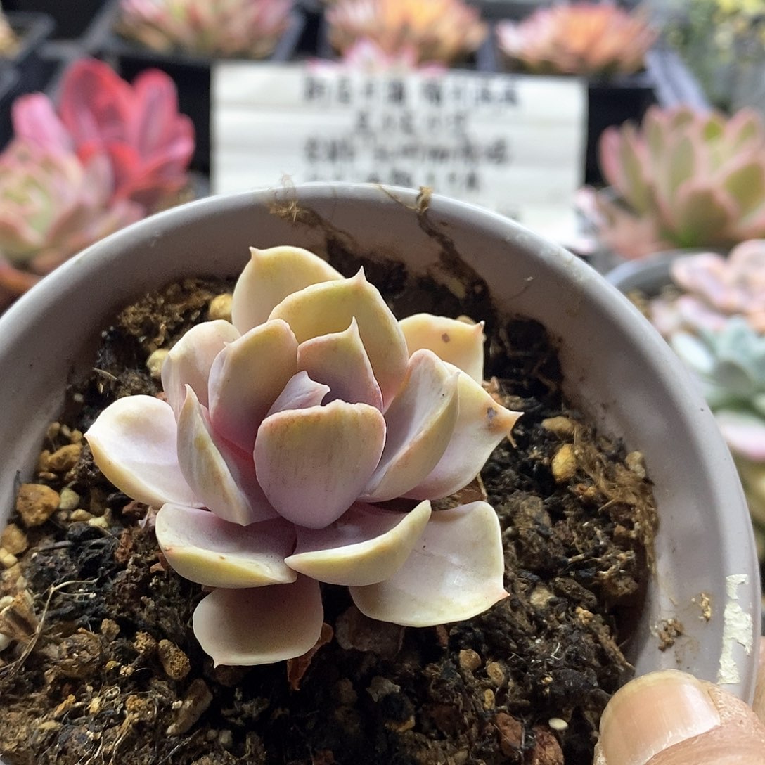 22134彩虹拉丝锦多肉