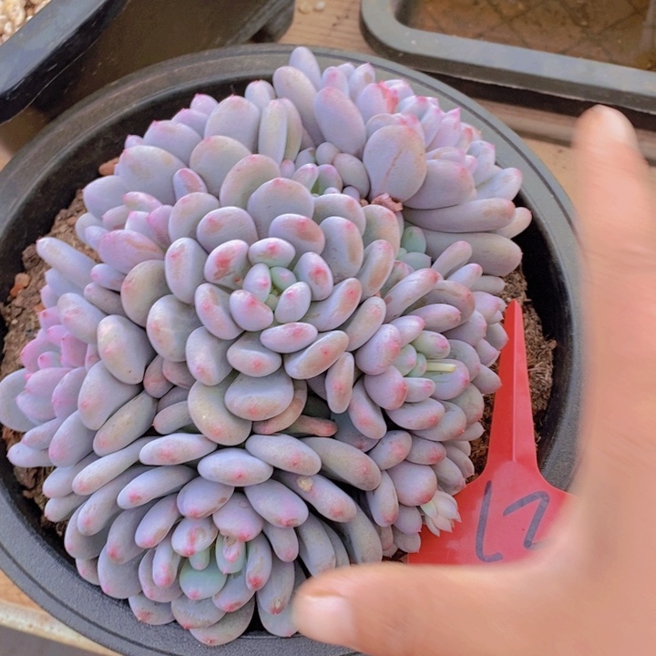 这个我就知道这点