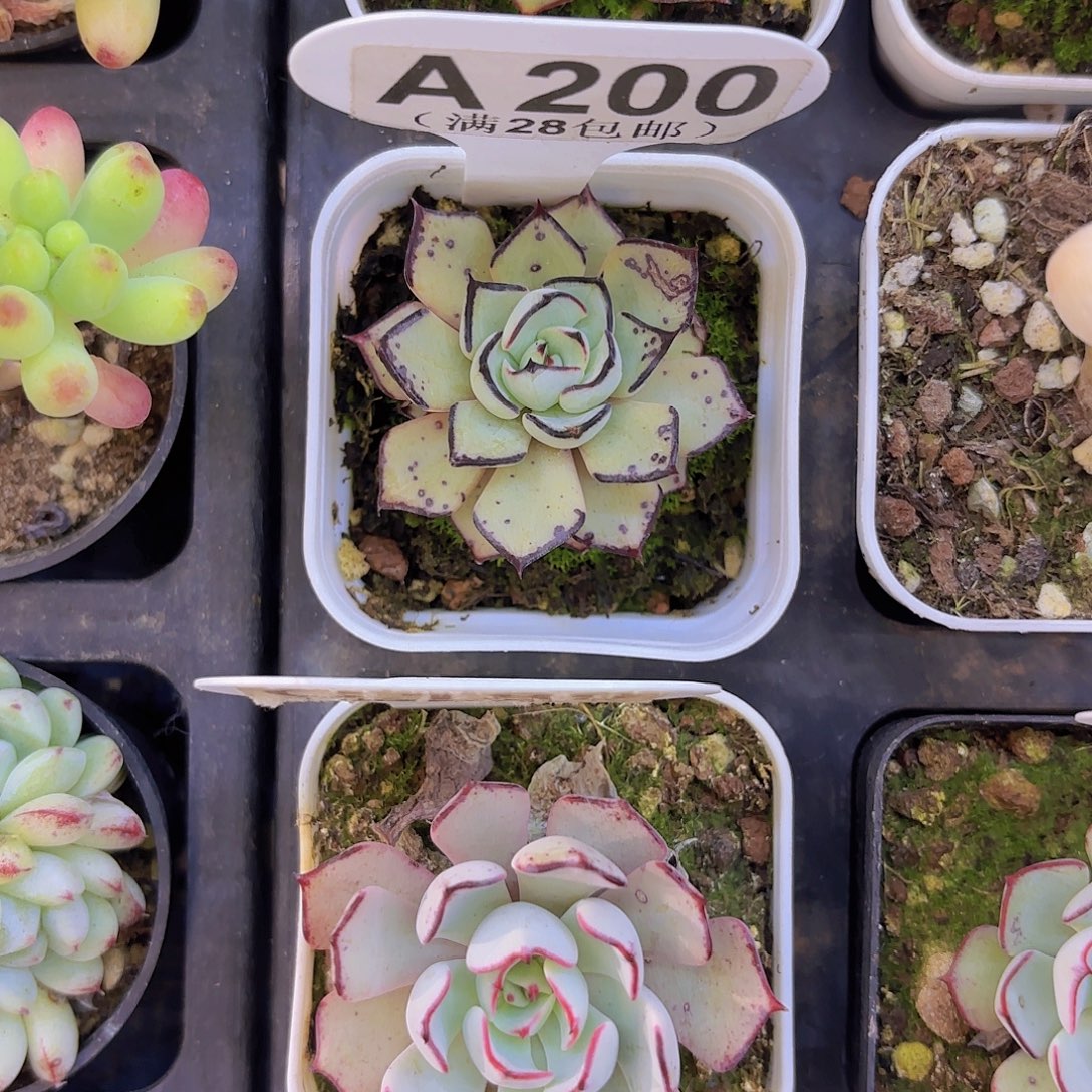 滟***菏A200剑斯诺娃一物一拍