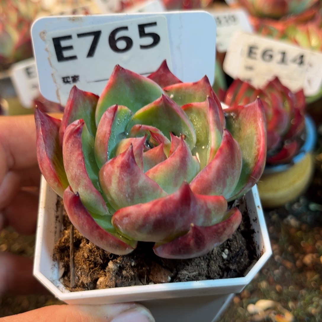 惊鸿一瞥765号多肉