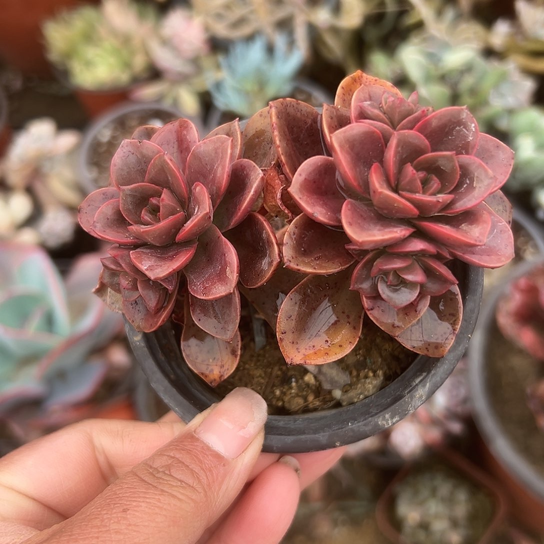 多肉植物多肉植物