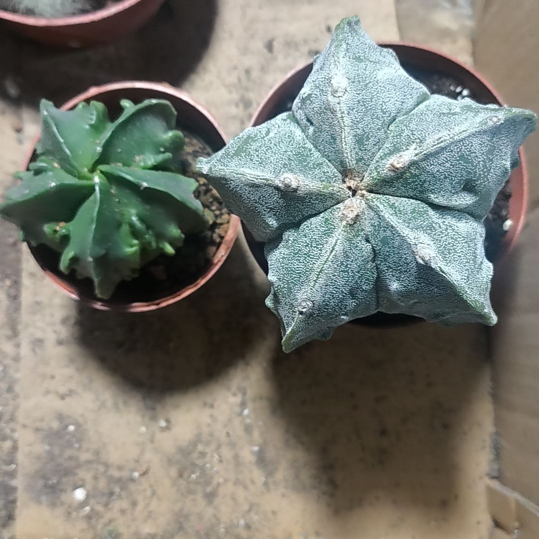 花花世界迷人眼的球球好看