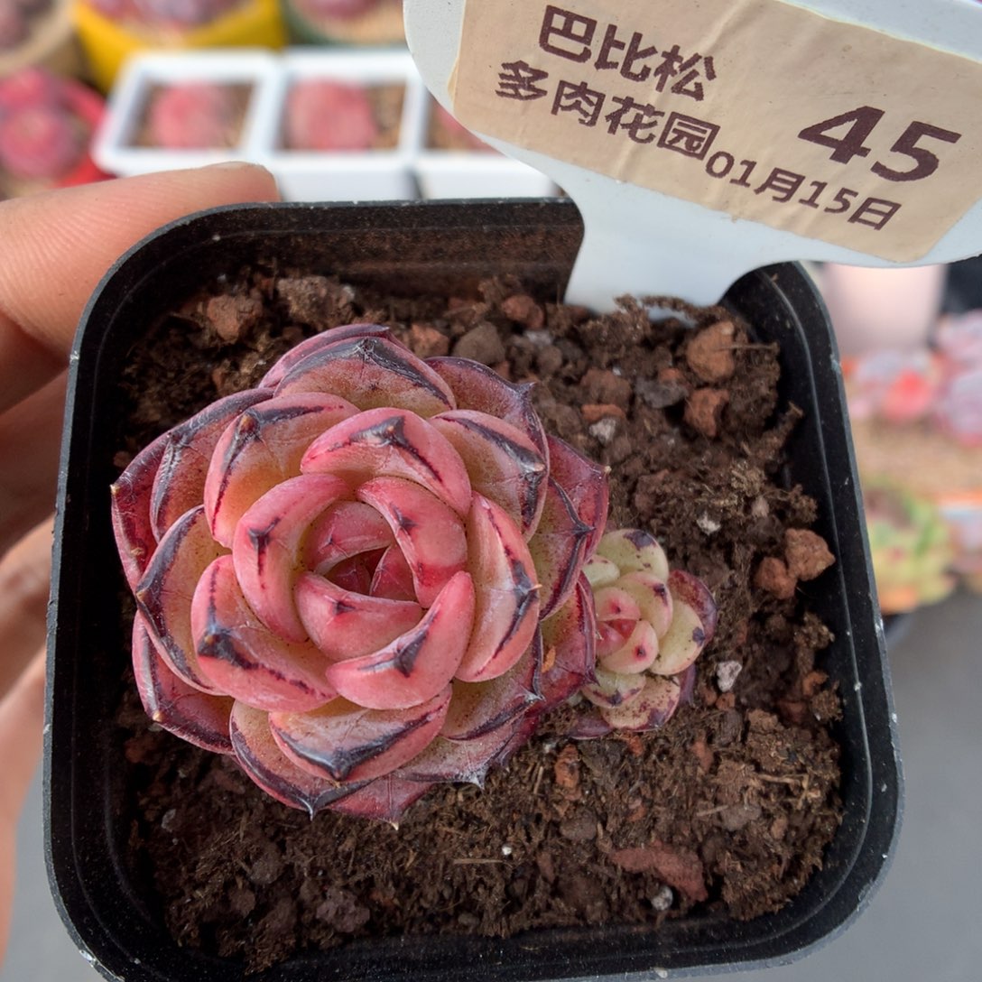 45熊猫珍妮多肉植物福利