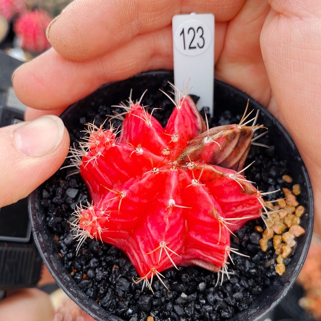 非偏远地区满25包邮仙人球