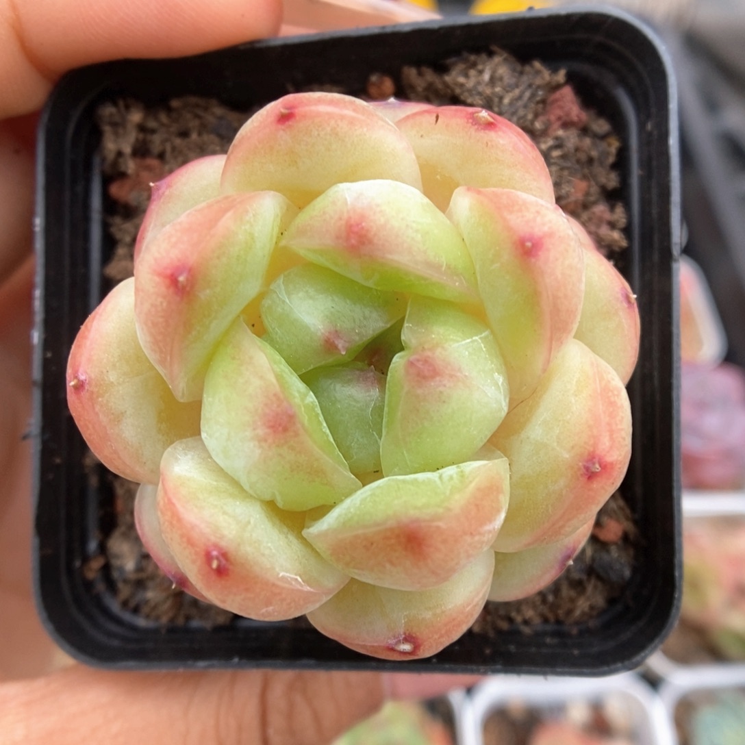 白雪珍妮可拍1055号