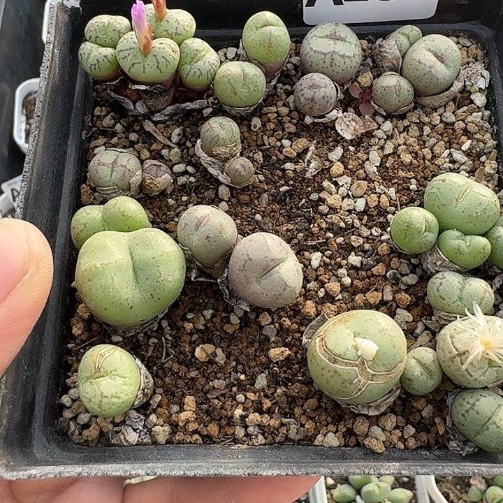 234多肉植物多肉植物