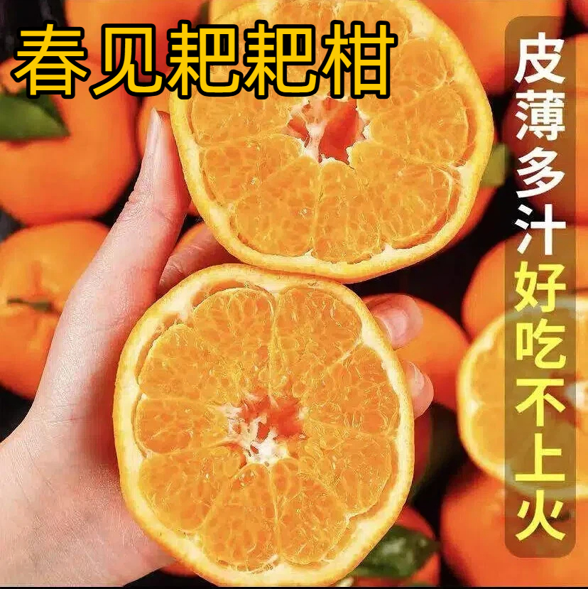 正宗四川春见耙耙柑柑橘皮薄肉厚香甜爆汁