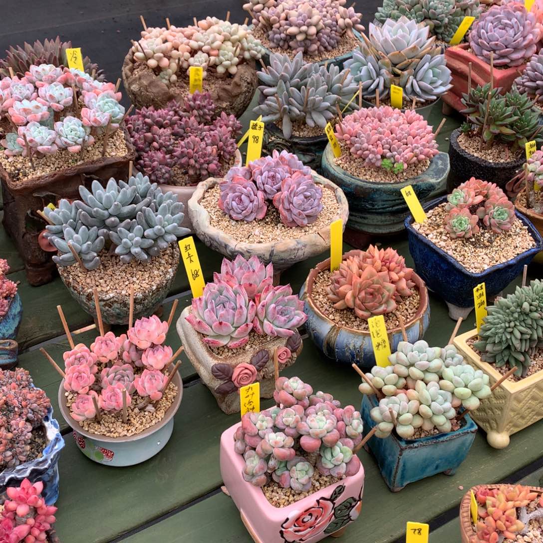 M***y我们家的小仙女们