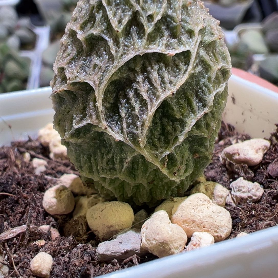 幽月苗多肉植物水泡