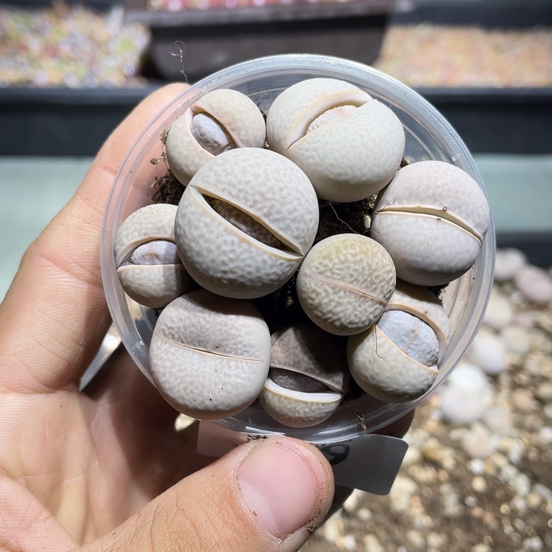 529当天凑满十八元包邮生石花