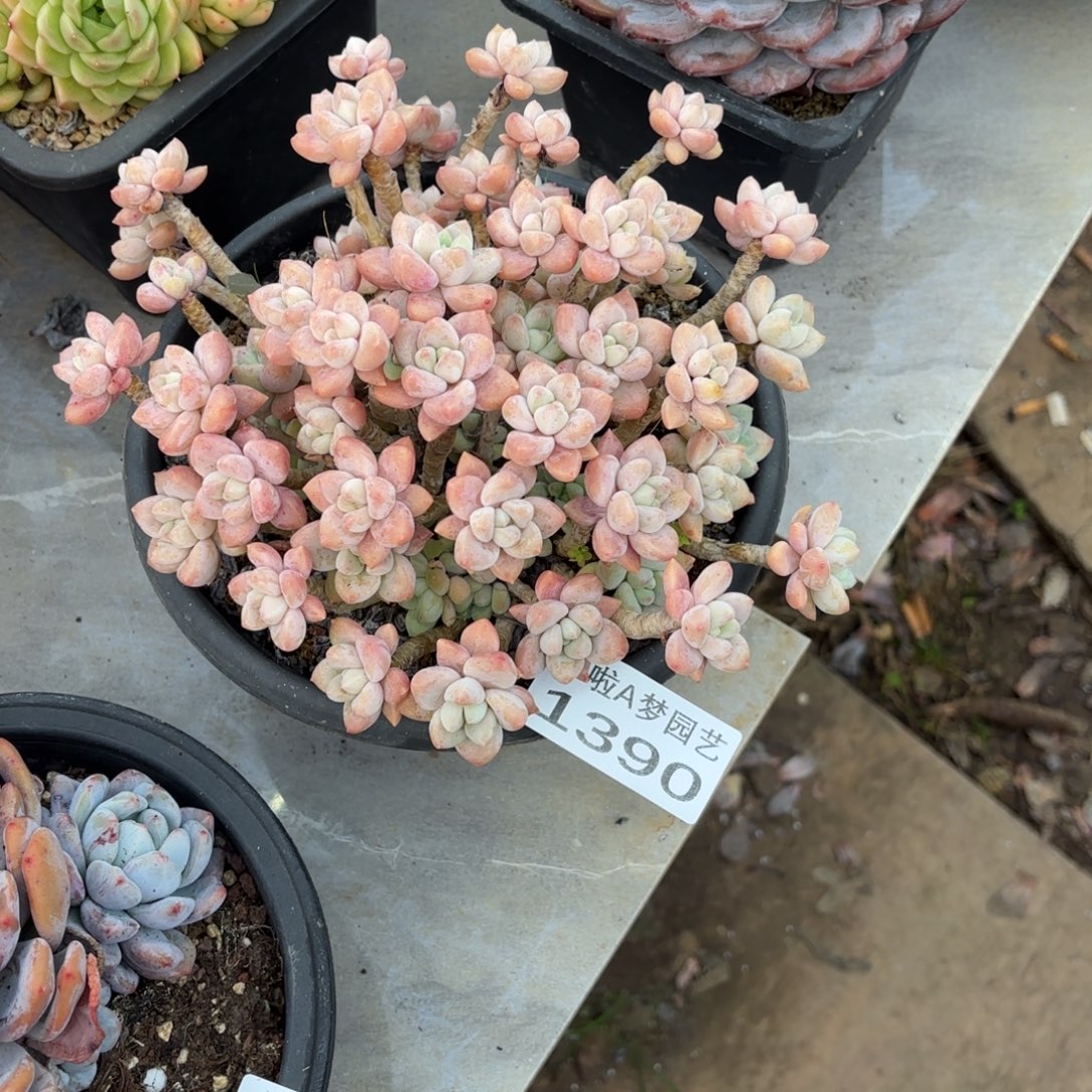 开开心心每一天象牙