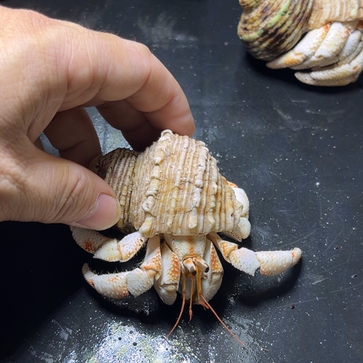 闪15号毛球3.0口径