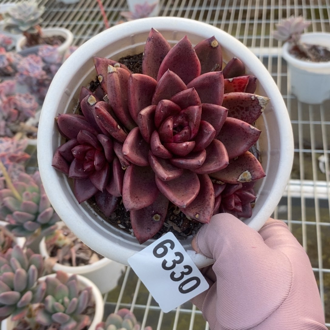 6330丰沛玫瑰一物一拍