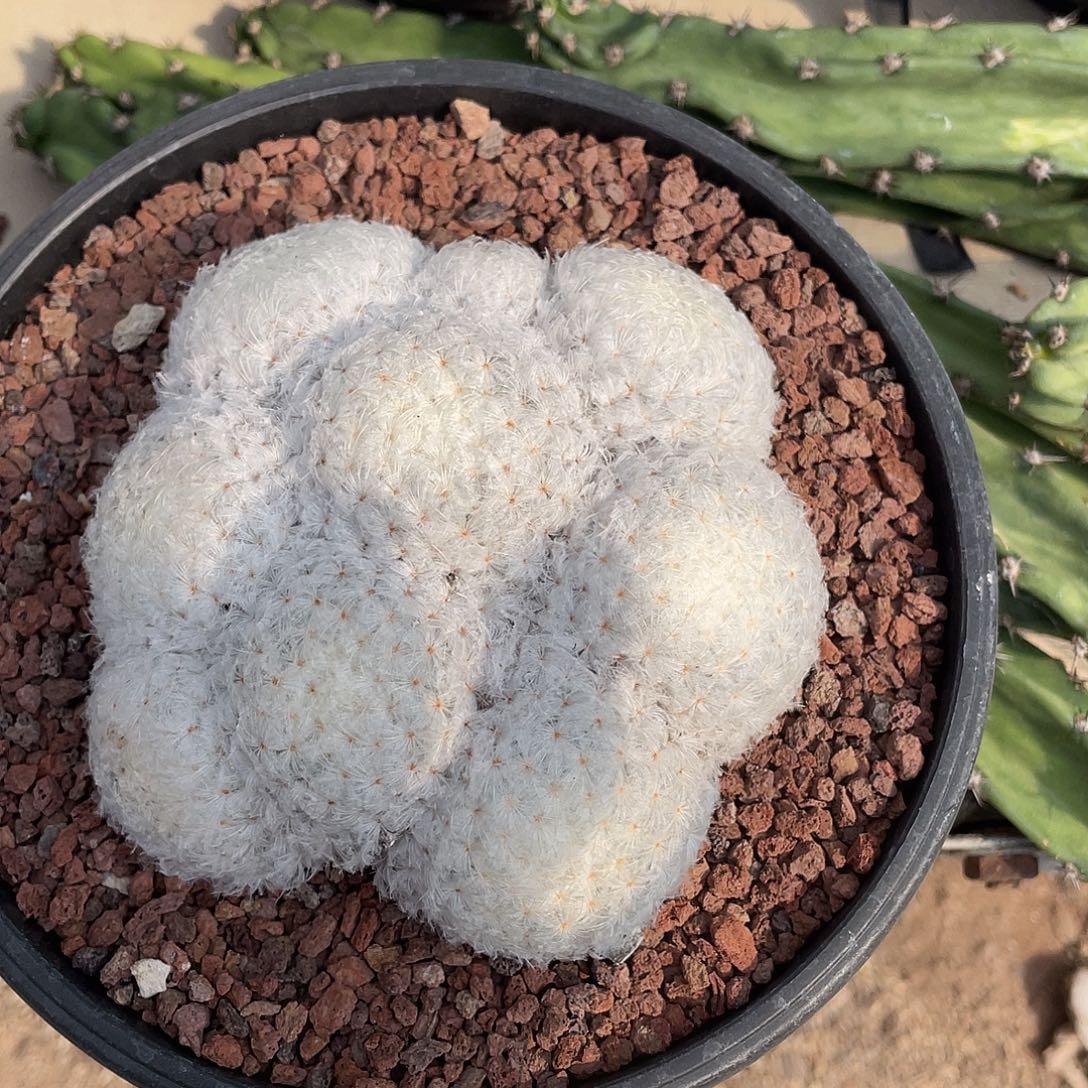 快****仙人球实生白星带盆