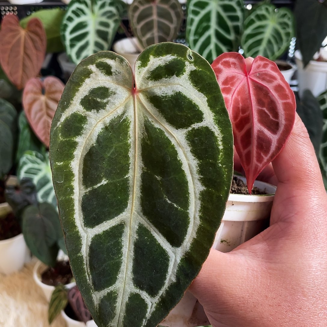 完全开放粉红杂nse