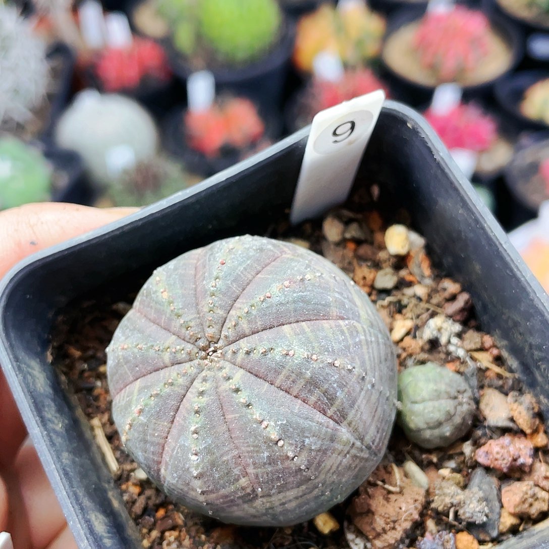 非偏远地区满25包邮发货仙人球