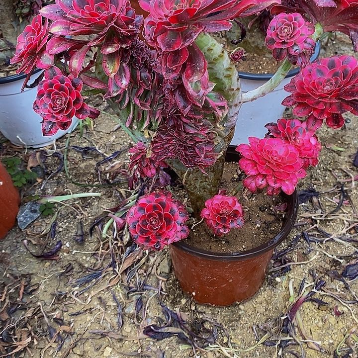 多肉香奈儿缀071多肉